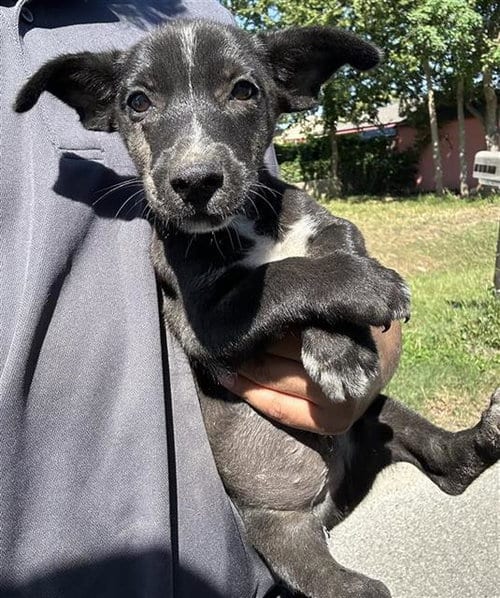Photo of A663325, adoptable Miniature Schnauzer in Houston, Texas