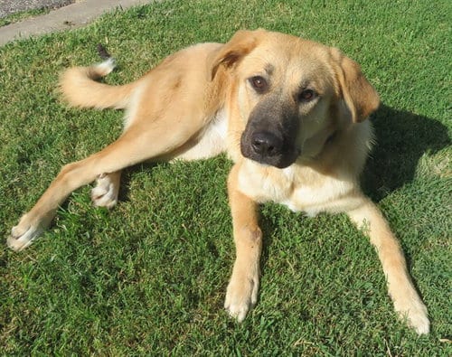 Photo of Bailey, adoptable Anatolian Shepherd in Oklahoma City, Oklahoma