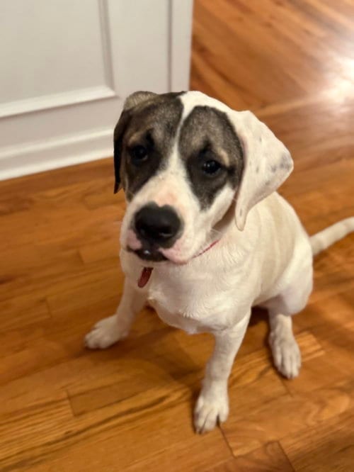 Photo of Cricket (f), adoptable Labrador Retriever in Nashville, Tennessee