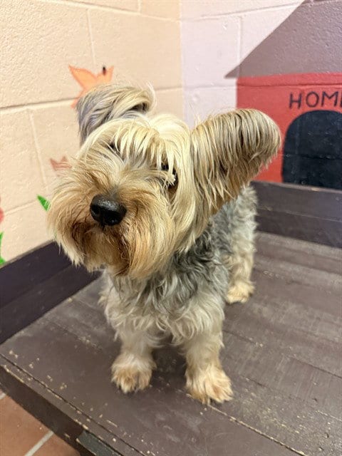 Photo of Boog, adoptable Yorkshire Terrier Yorkie in Castaic, California