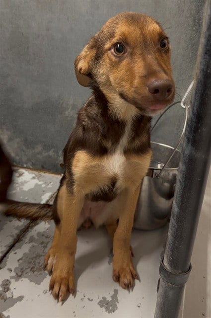 Photo of Pixie, adoptable Labrador Retriever in Conroe, Texas