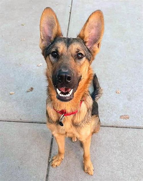 Photo of Emilia, adoptable German Shepherd Dog in Sacramento, California