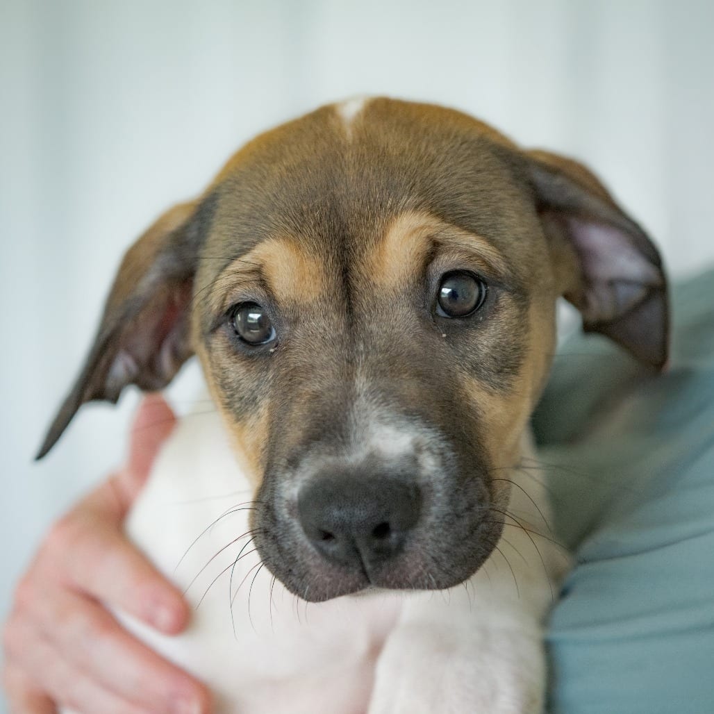 Photo of Evangeline, adoptable Terrier / Mixed Breed (Medium) in Chapel Hill, North Carolina