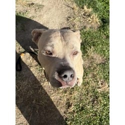 Photo of Dakota, adoptable American Bulldog in Pueblo, Colorado
