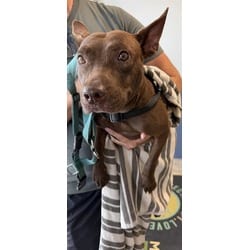 Photo of Linna, adoptable Terrier (Unknown Type, Medium) in Doral, Florida