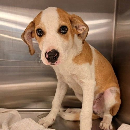 Photo of Shane, adoptable Unknown breed in Rancho Santa Fe, California