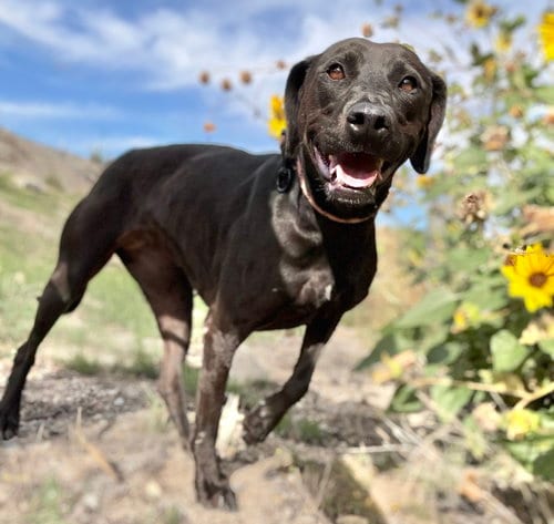 Photo of Miracle, adoptable Terrier in ROSEVILLE, California