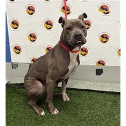 Photo of Samsone, adoptable American Pit Bull Terrier in Land O'Lakes, Florida