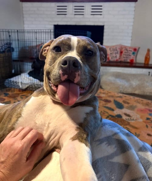 Photo of Beau, adoptable American Staffordshire Terrier in San Diego, California