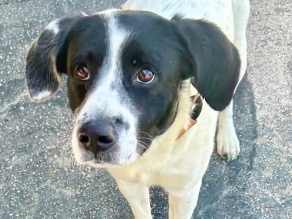 Photo of Cape Cod Todd, adoptable dog in Georgetown, Texas