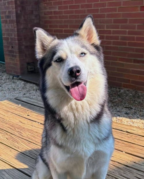 Photo of Princess, adoptable Siberian Husky in Matawan, New Jersey