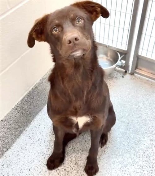 Photo of Moon, adoptable Labrador Retriever in Houston, Texas