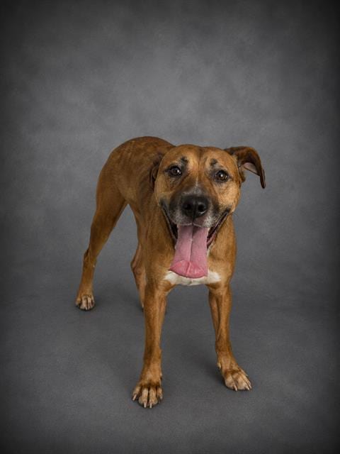 Photo of Kahlan, adoptable Labrador Retriever in Winter Haven, Florida