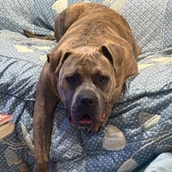 Photo of Tigger, adoptable Terrier (Unknown Type, Medium) in O'Fallon, Missouri