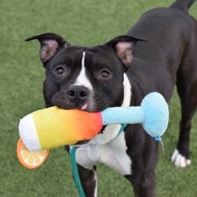 Photo of Sullivan, adoptable Mixed Breed (Medium) in Jersey City, New Jersey