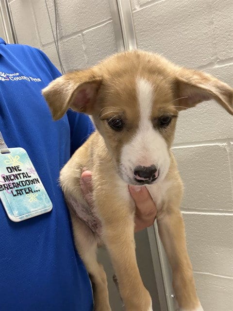 Photo of A661587, adoptable Labrador Retriever in Houston, Texas
