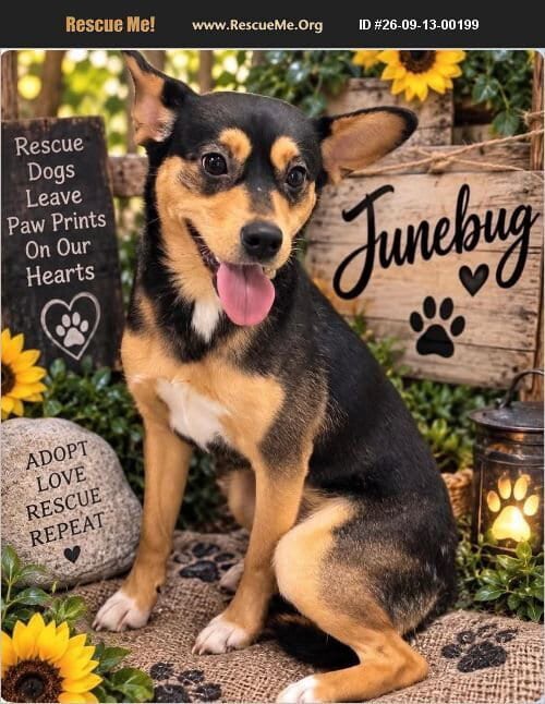 Photo of June Bug, adoptable Rat Terrier in Benton, Pennsylvania
