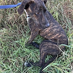 Photo of Omar, adoptable Plott Hound in Bell Gardens, California
