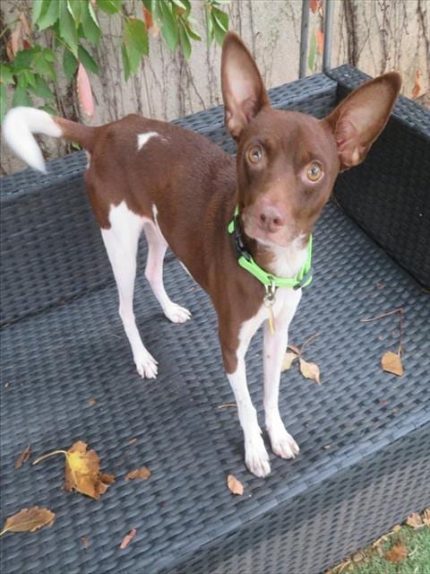 Photo of Elmo, adoptable Alaskan Klee Kai in Oklahoma City, Oklahoma