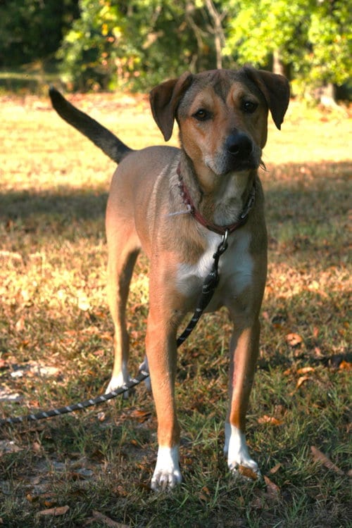 Photo of Nora, adoptable German Shepherd Dog in Attalka, Alabama
