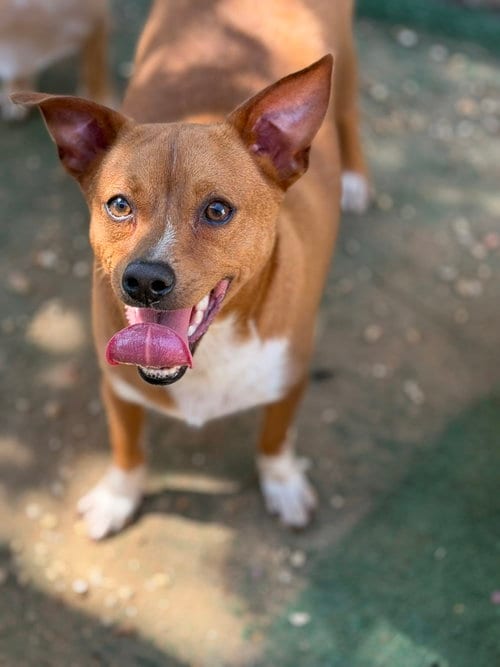 Photo of Porthos, adoptable Rat Terrier in Jackson, Mississippi