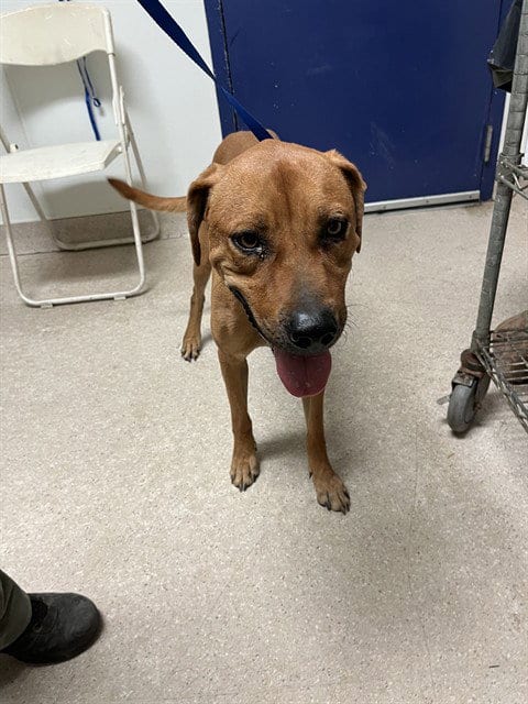 Photo of Dan, adoptable Rhodesian Ridgeback in Bakersfield, California