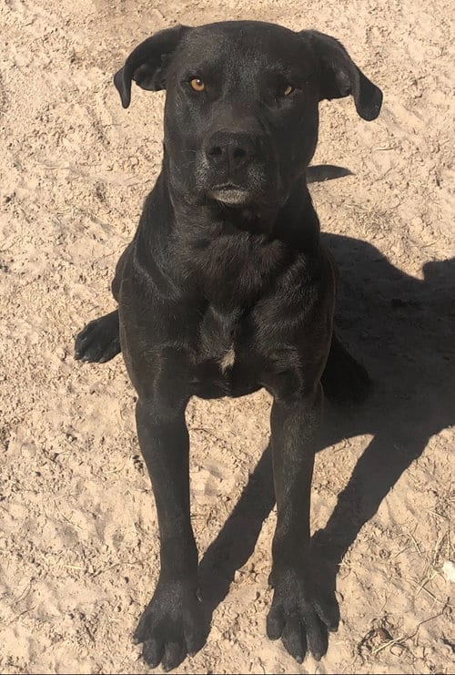 Photo of Scout, adoptable Labrador Retriever in Gun Barrel City, Texas