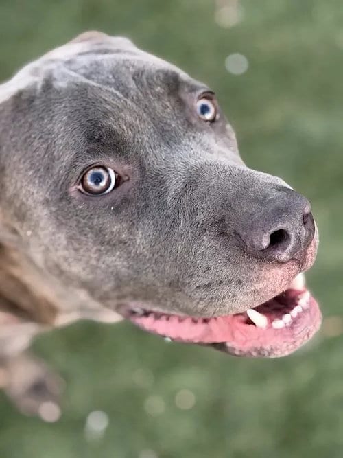 Photo of Paris, adoptable Great Dane in Las Vegas, Nevada