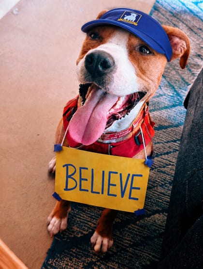 Photo of Teddy, adoptable dog in Atlanta, Georgia