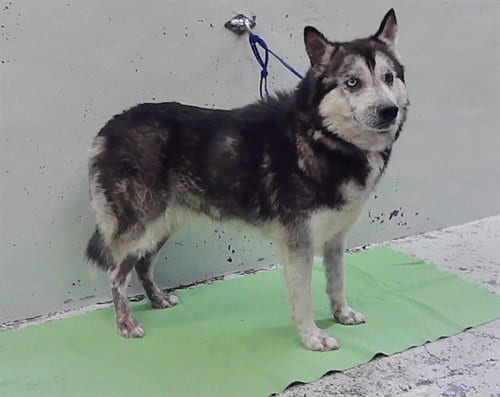 Photo of Magda, adoptable Husky in Houston, Texas