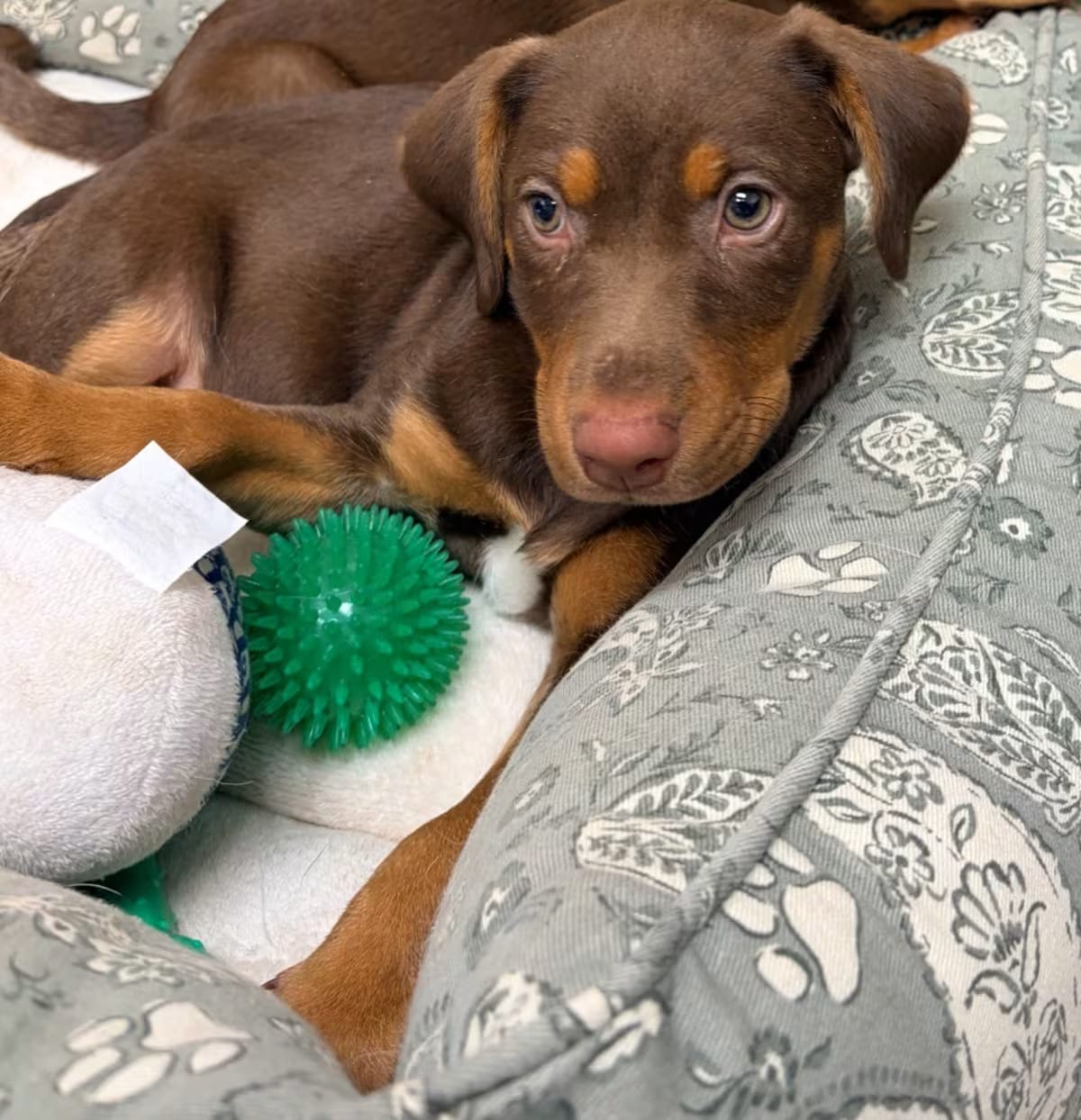 Photo of Nougat, adoptable Mixed Breed (Medium) in Batesville, Arkansas