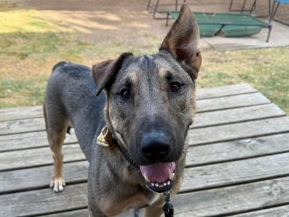 Photo of Banks, adoptable dog in Georgetown, Texas