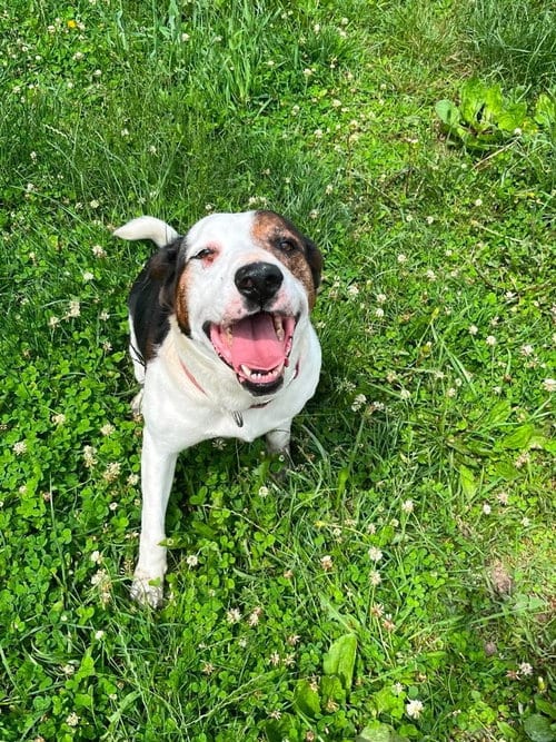 Photo of Dovie, adoptable Hound in Osgood, Indiana