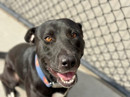 Photo of Zurg, adoptable Labrador Retriever in Tulsa, Oklahoma