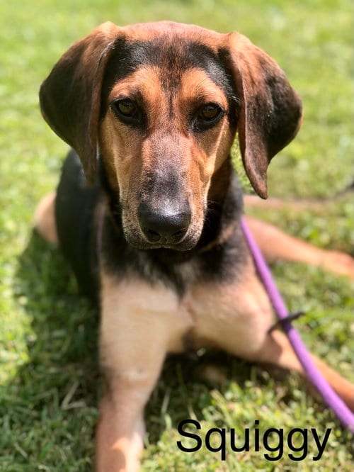 Photo of Squiggy, adoptable Hound in Elkins, West Virginia