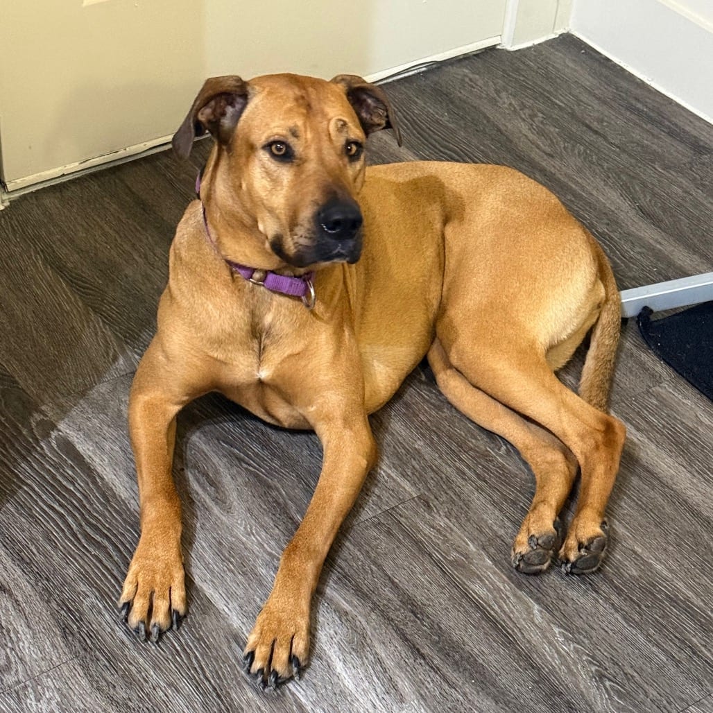 Photo of Libby, adoptable Black Mouth Cur / Mixed Breed (Large) in Houston, Texas