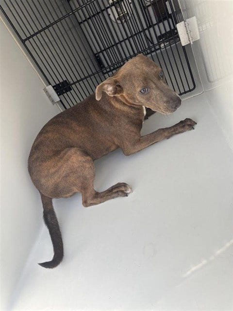 Photo of A661858, adoptable Pit Bull Terrier in Houston, Texas