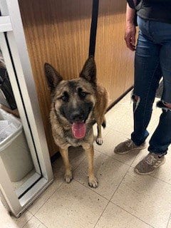Photo of Cassie, adoptable German Shepherd Dog in Stockton, California