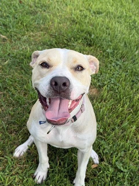Photo of Happy, adoptable Pit Bull Terrier in Sugar Land, Texas