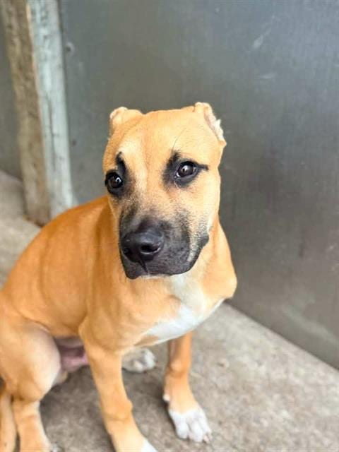 Photo of Cuttlefish, adoptable American Pit Bull Terrier in Chicago, Illinois