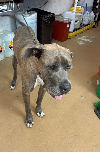 Photo of A275248, adoptable Great Dane in Chula Vista, California