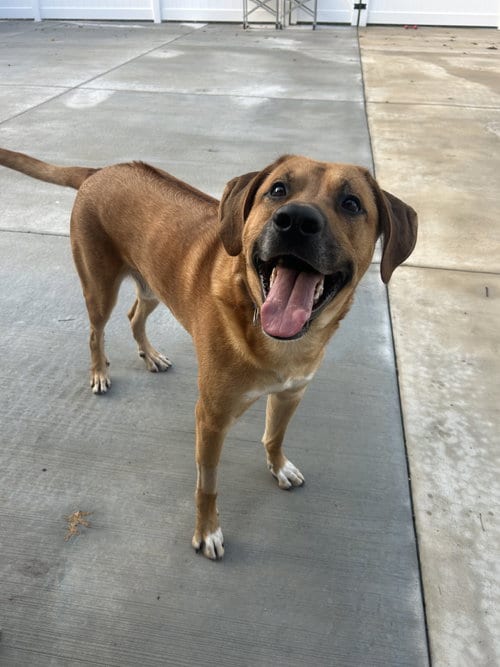 Photo of Rusty Dog, adoptable Rhodesian Ridgeback in Lancaster, Pennsylvania