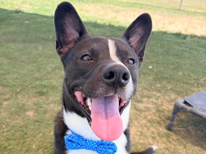 Photo of Ellis, adoptable dog in Georgetown, Texas