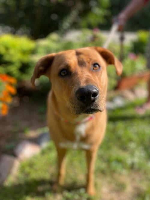 Photo of Sasha, adoptable Rhodesian Ridgeback in Wauconda, Illinois