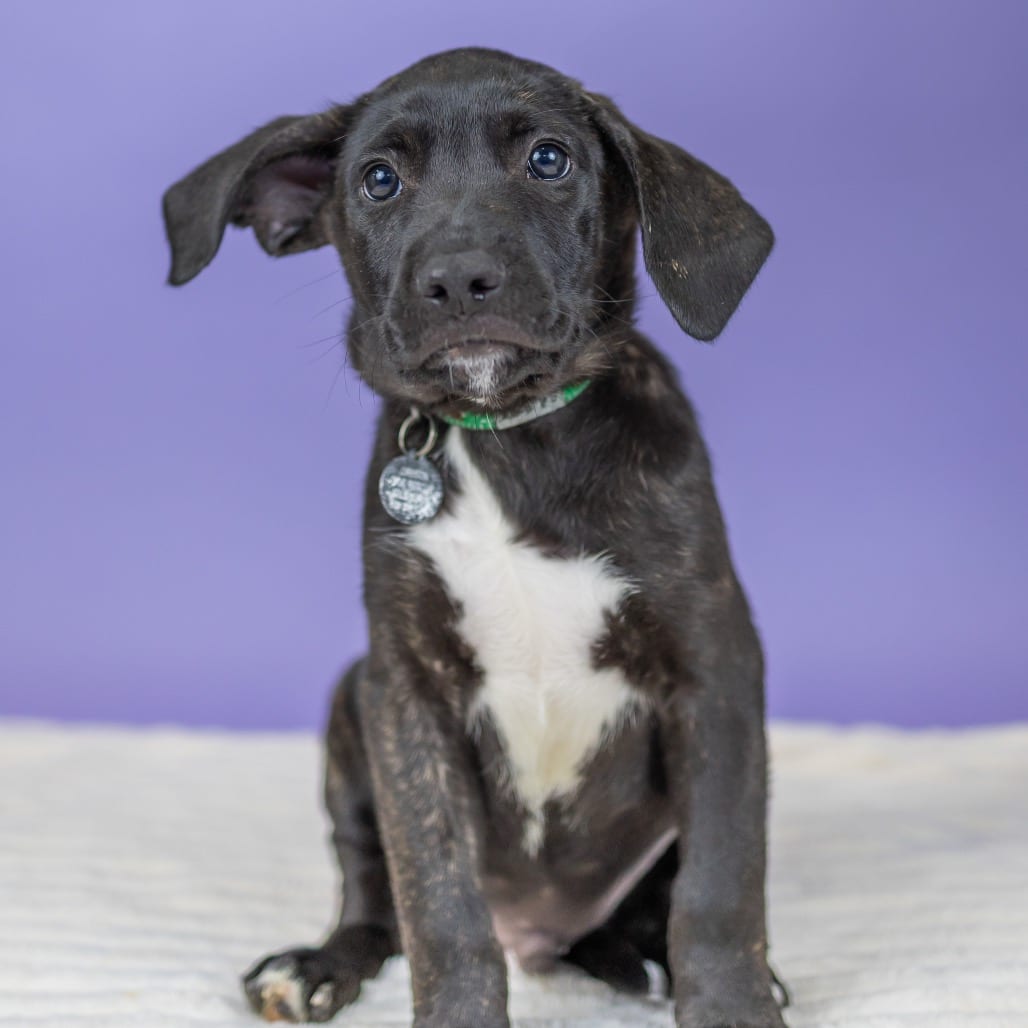 Photo of Jasper, adoptable Terrier / Mixed Breed (Medium) in Portland, Oregon