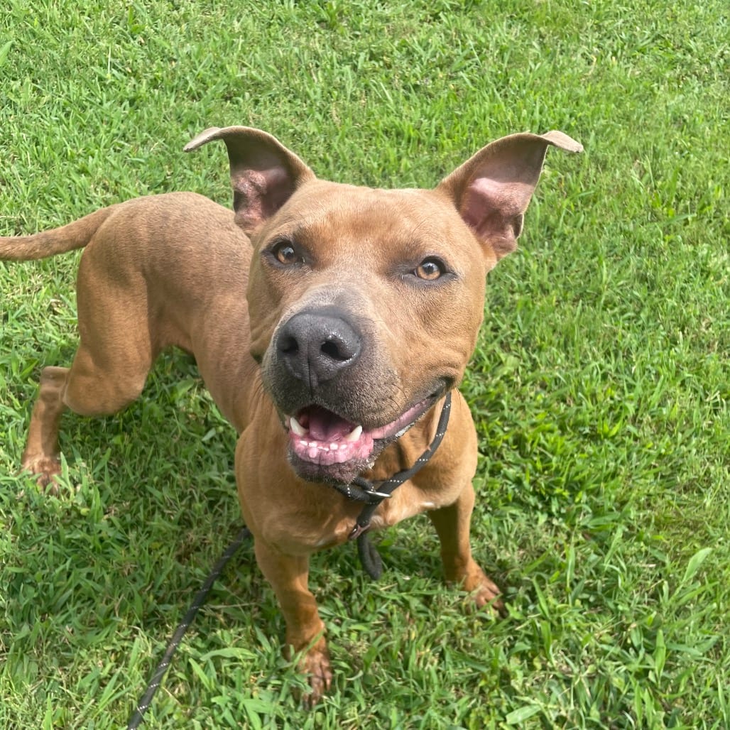Photo of Marky Mark, adoptable Mixed Breed (Medium) in Chattanooga, Tennessee