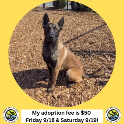 Photo of Mason, adoptable Belgian Shepherd Malinois in Santa Cruz, California