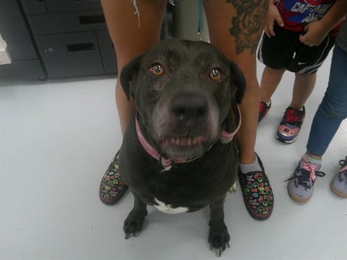 Photo of Rose, adoptable Labrador Retriever in Ocala, Florida