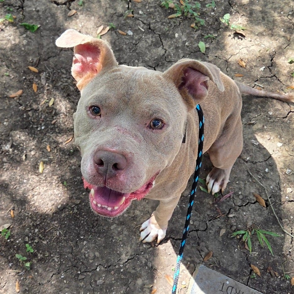Photo of Prince Reid, adoptable Terrier, American Pit Bull in Houston, Texas