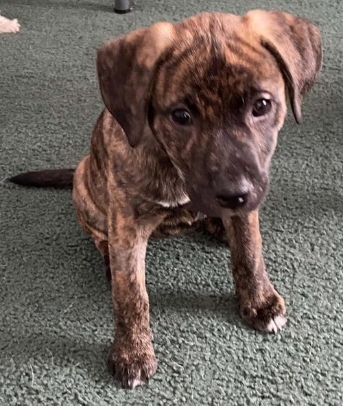 Photo of Alani, adoptable Plott Hound in St. Louis, Missouri